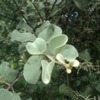 Scurrula cordifolia (Wall.) G.Don